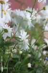 菊花 白日菊 