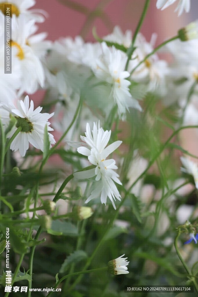 菊花 白日菊 