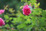 玫瑰花