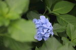 紫色绣球花