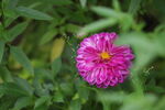 百日菊