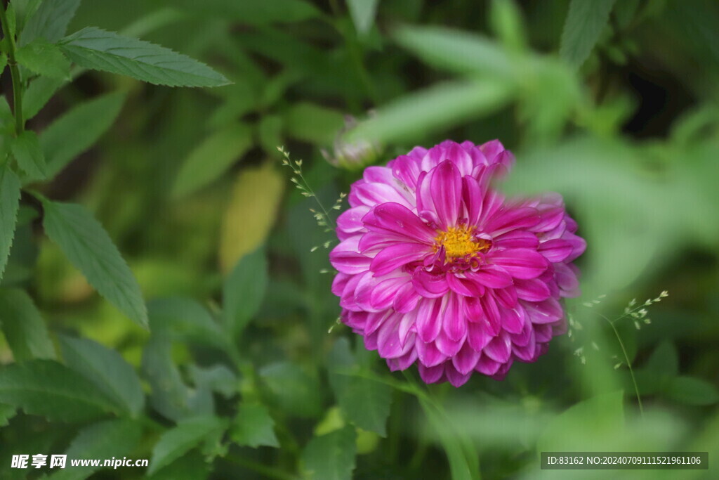 百日菊