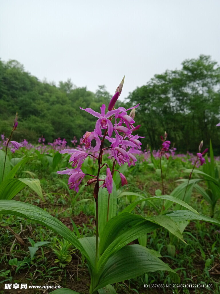 白芨