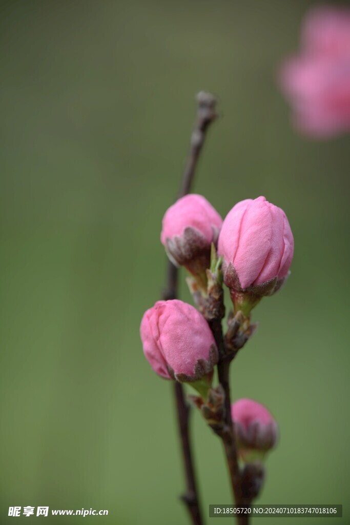 花蕾