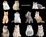 布偶猫