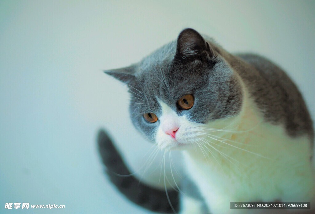猫
