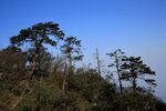峨眉野松