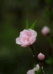 海棠花