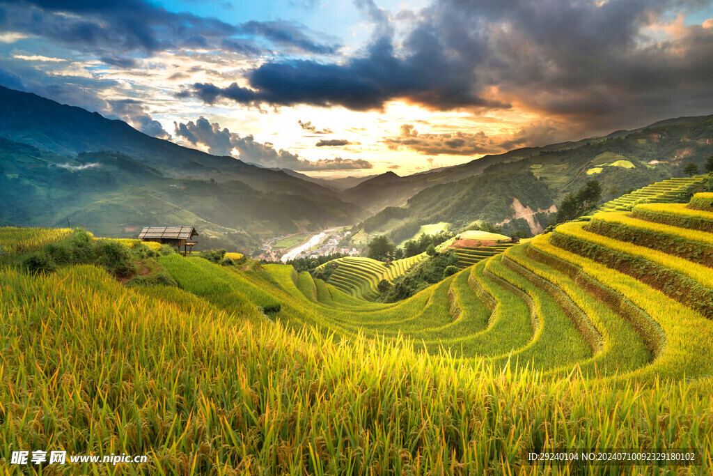 蓝天白云稻田风景