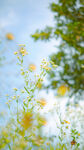 小黄花