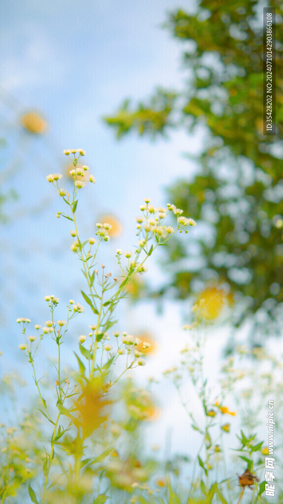 小黄花