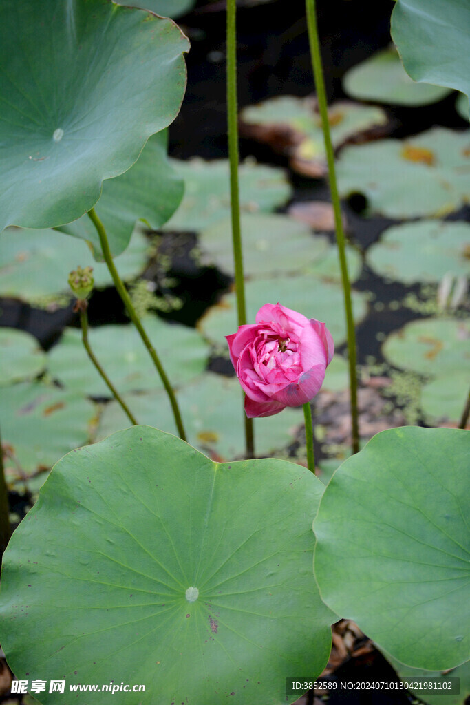 荷花花苞