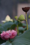 莲花与莲蓬