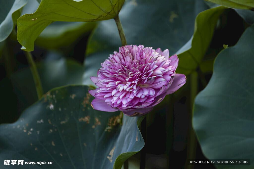 红莲花开