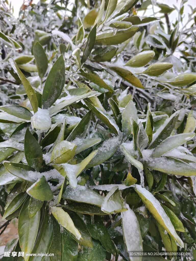 冻雨