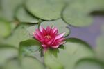 睡莲花