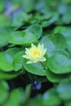 睡莲荷花