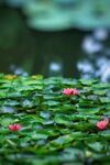 荷花池