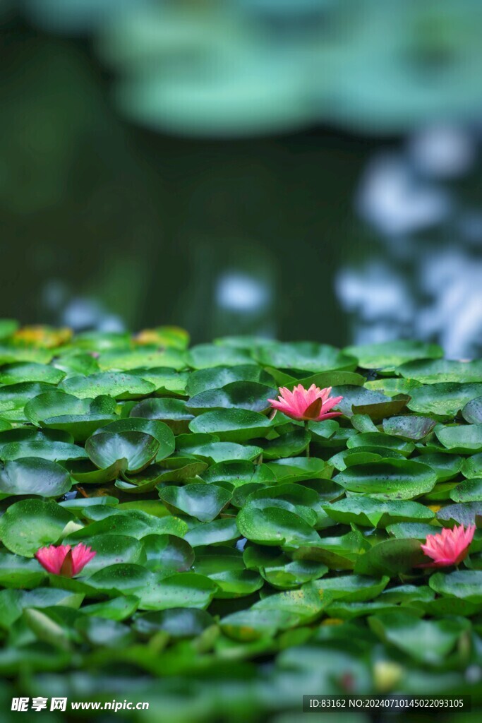 荷花池