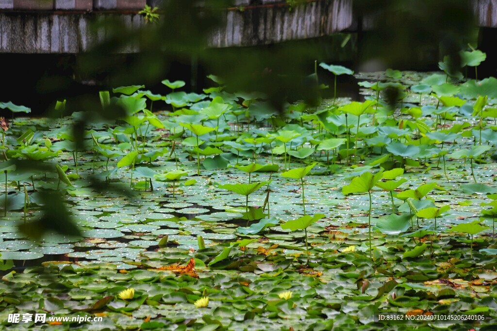 荷花池