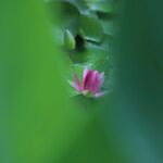 绿色红花