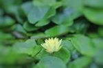 向阳花