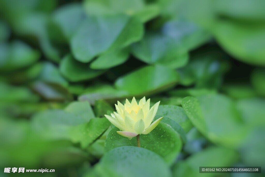 向阳花