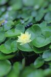 黄荷花
