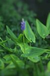 梭鱼草花