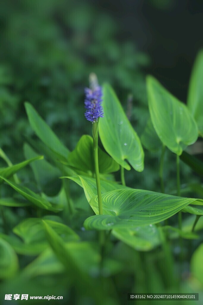 梭鱼草花