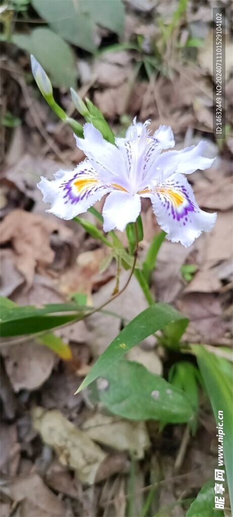 扁竹兰 鸢尾花 蝴蝶花 