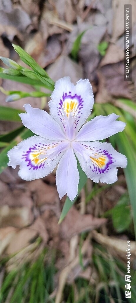 扁竹兰 鸢尾花 蝴蝶花 