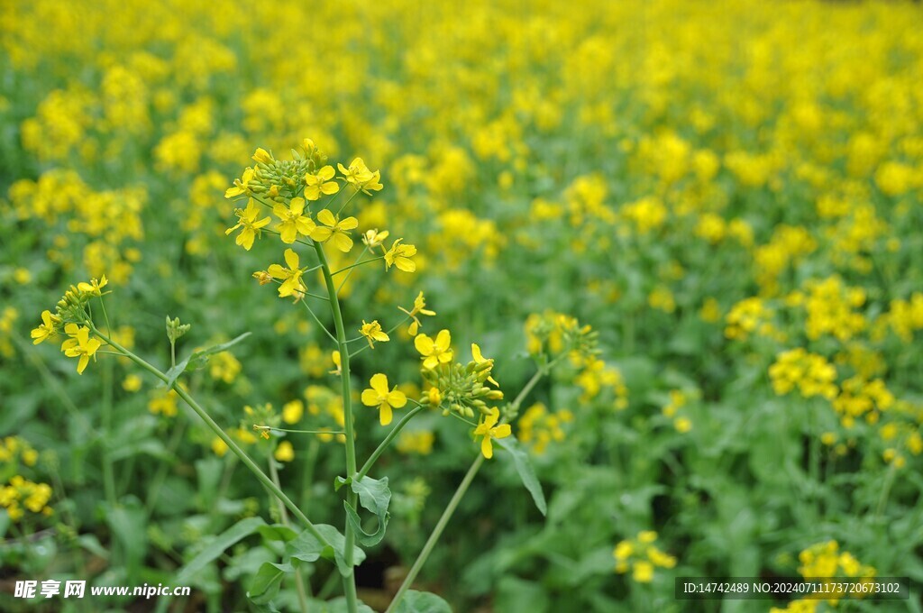 油菜花