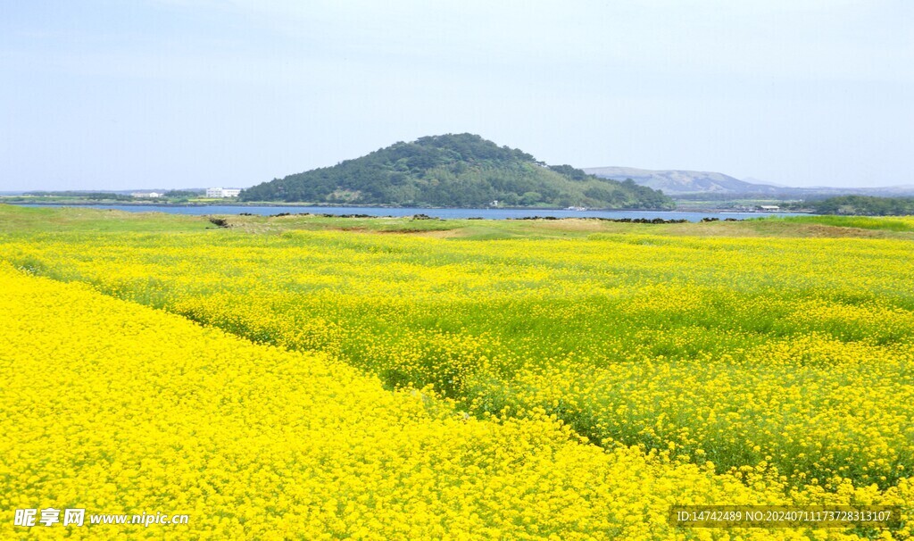 油菜花