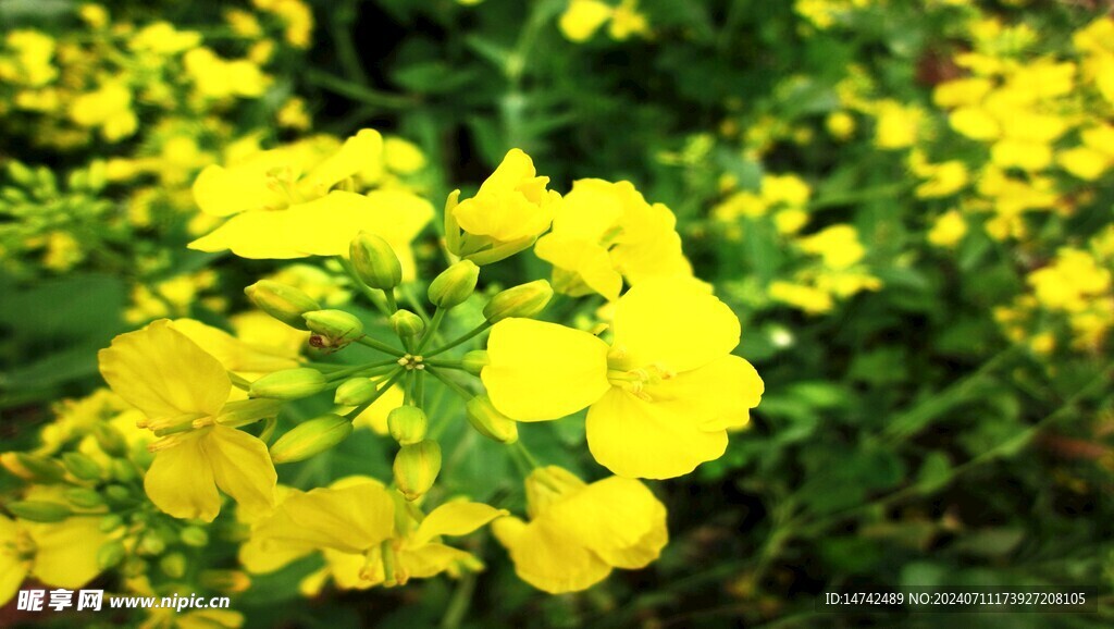 油菜花