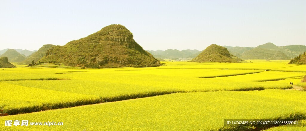 油菜花