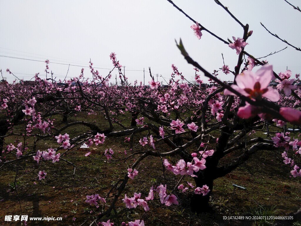 桃花