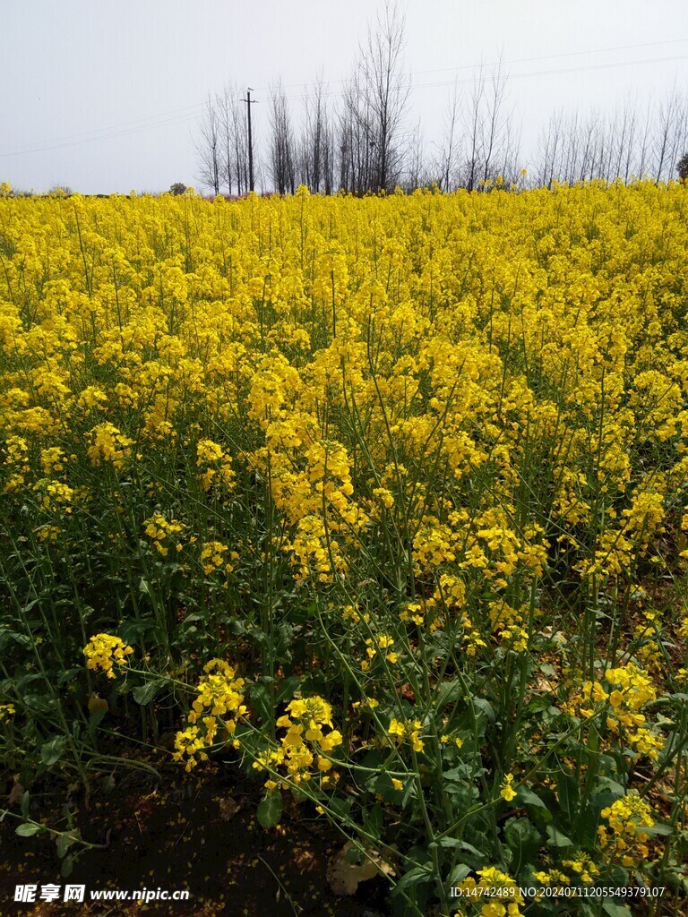 油菜花