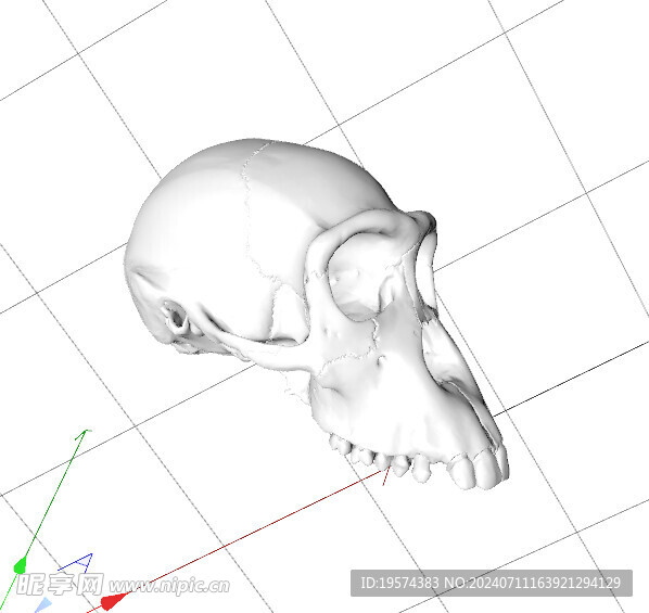 C4D模型 头骨