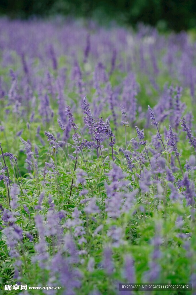 薰衣草