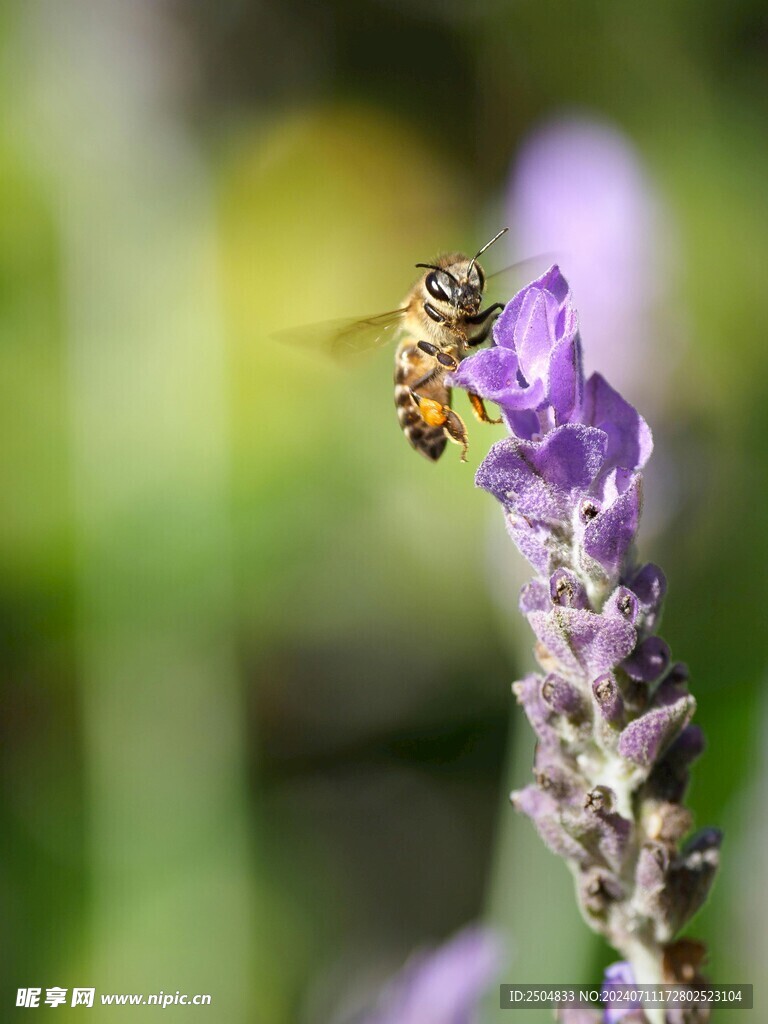 薰衣草