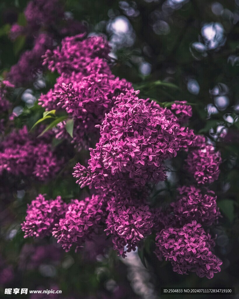 薰衣草