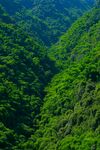 川西竹海