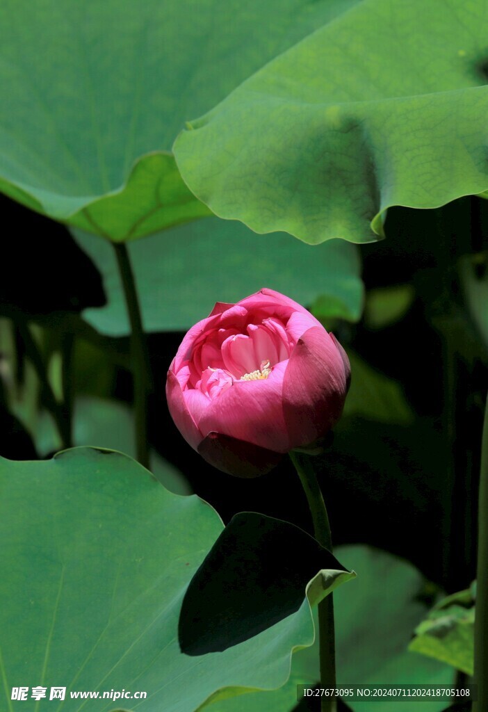 荷花