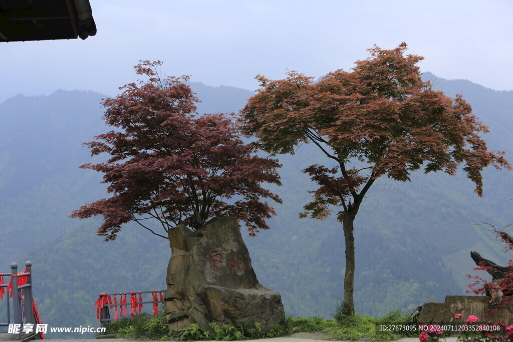 红枫林