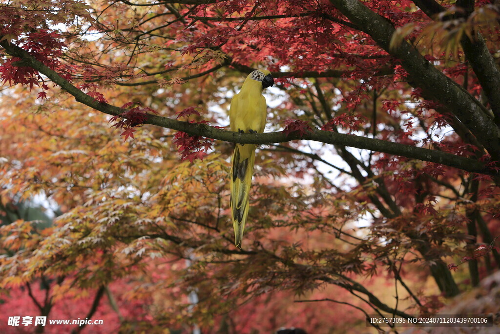 红枫林