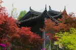 红枫林