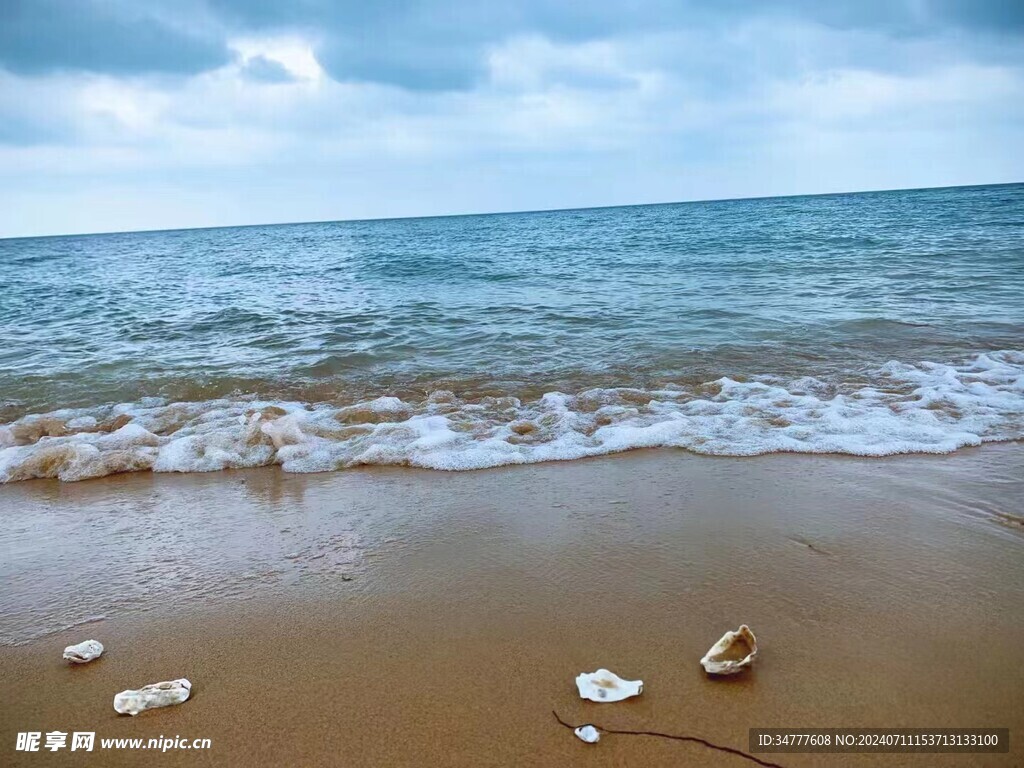 海边贝壳图片