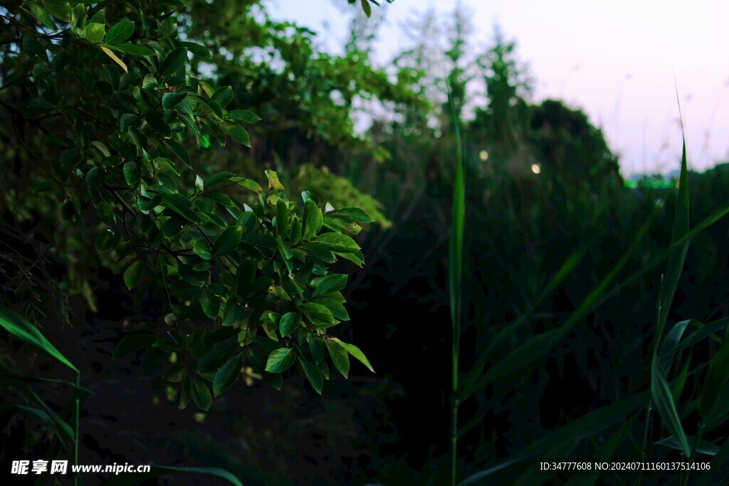 公园绿色系风景