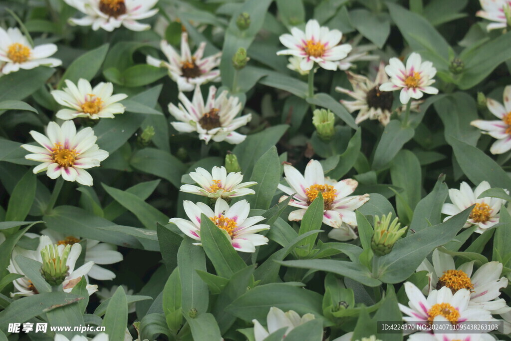 小百日菊